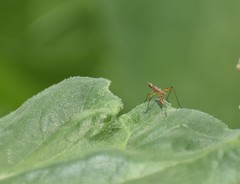 Micropeza stigmatica