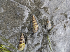 Batillaria attramentaria