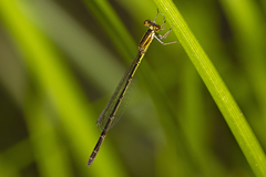 Agriocnemis rubricauda