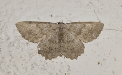 Dicrognophos sartata