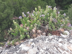 Linaria verticillata
