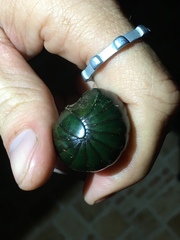 Zoosphaerium neptunus