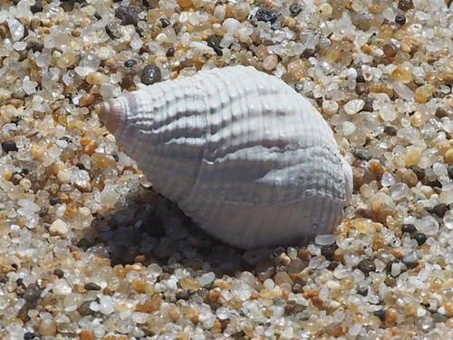 Channeled Basket Snail