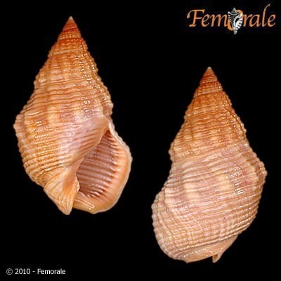 Channeled Basket Snail