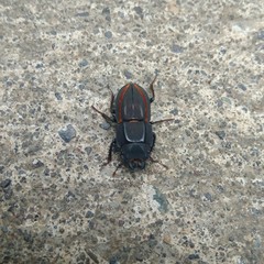 Erichius vittatus vittatus