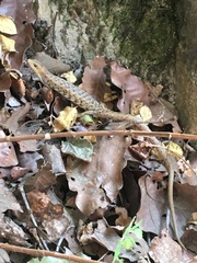 Gerrhonotus liocephalus