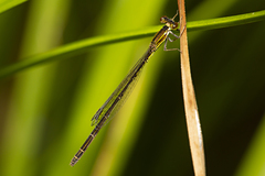 Agriocnemis rubricauda