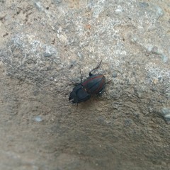 Erichius vittatus vittatus