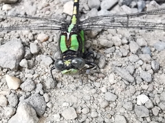 Ophiogomphus carolus