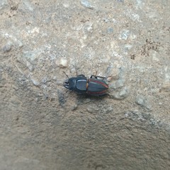 Erichius vittatus vittatus