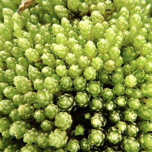 Plagiobryoides renauldii