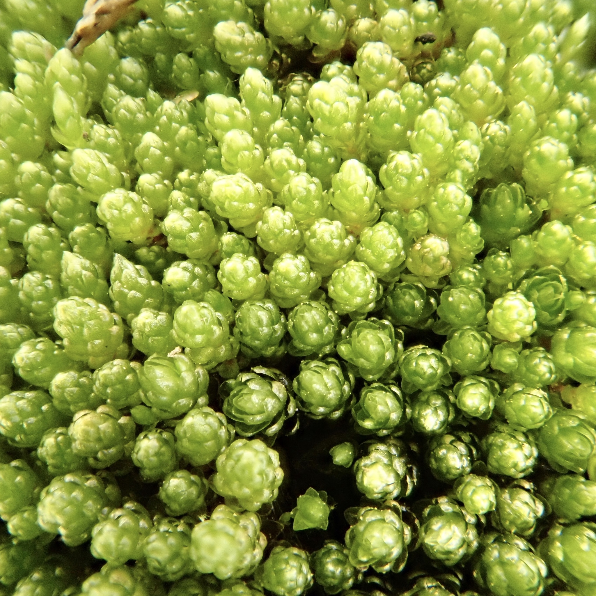 Plagiobryoides renauldii