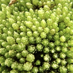 Plagiobryoides renauldii