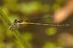 Agriocnemis rubricauda