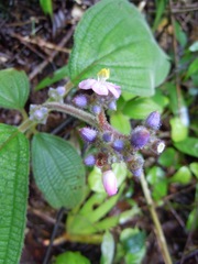 Miconia conospeciosa