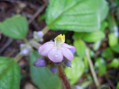 Miconia conospeciosa