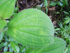 Miconia conospeciosa
