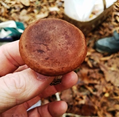 Lactarius quietus incanus