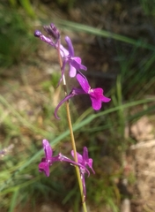 Linaria elegans