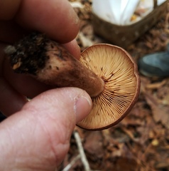Lactarius quietus incanus