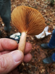 Lactarius quietus incanus