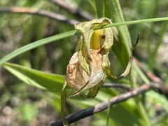 Cypripedium candidum
