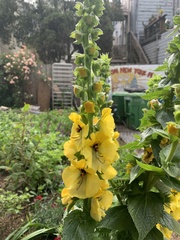Verbascum creticum