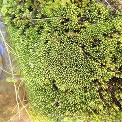 Plagiobryoides renauldii