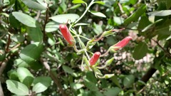 Gambelia juncea
