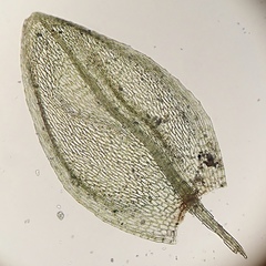 Plagiobryoides renauldii