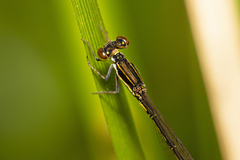 Agriocnemis rubricauda