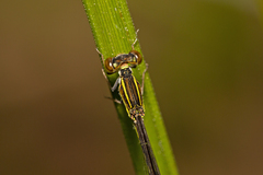 Agriocnemis rubricauda