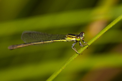 Agriocnemis rubricauda