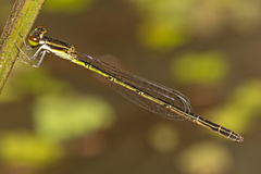 Agriocnemis rubricauda