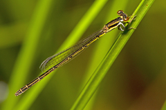 Agriocnemis rubricauda