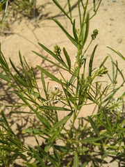 Psoraleeae