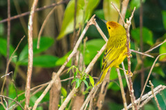 Setophaga petechia rufivertex