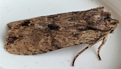 Lithophane hemina