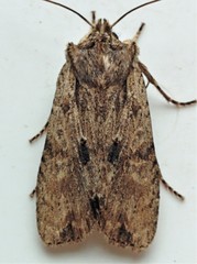 Lithophane hemina