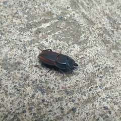 Erichius vittatus vittatus