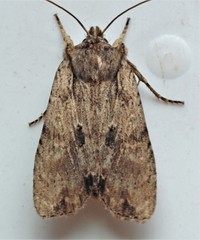 Lithophane hemina