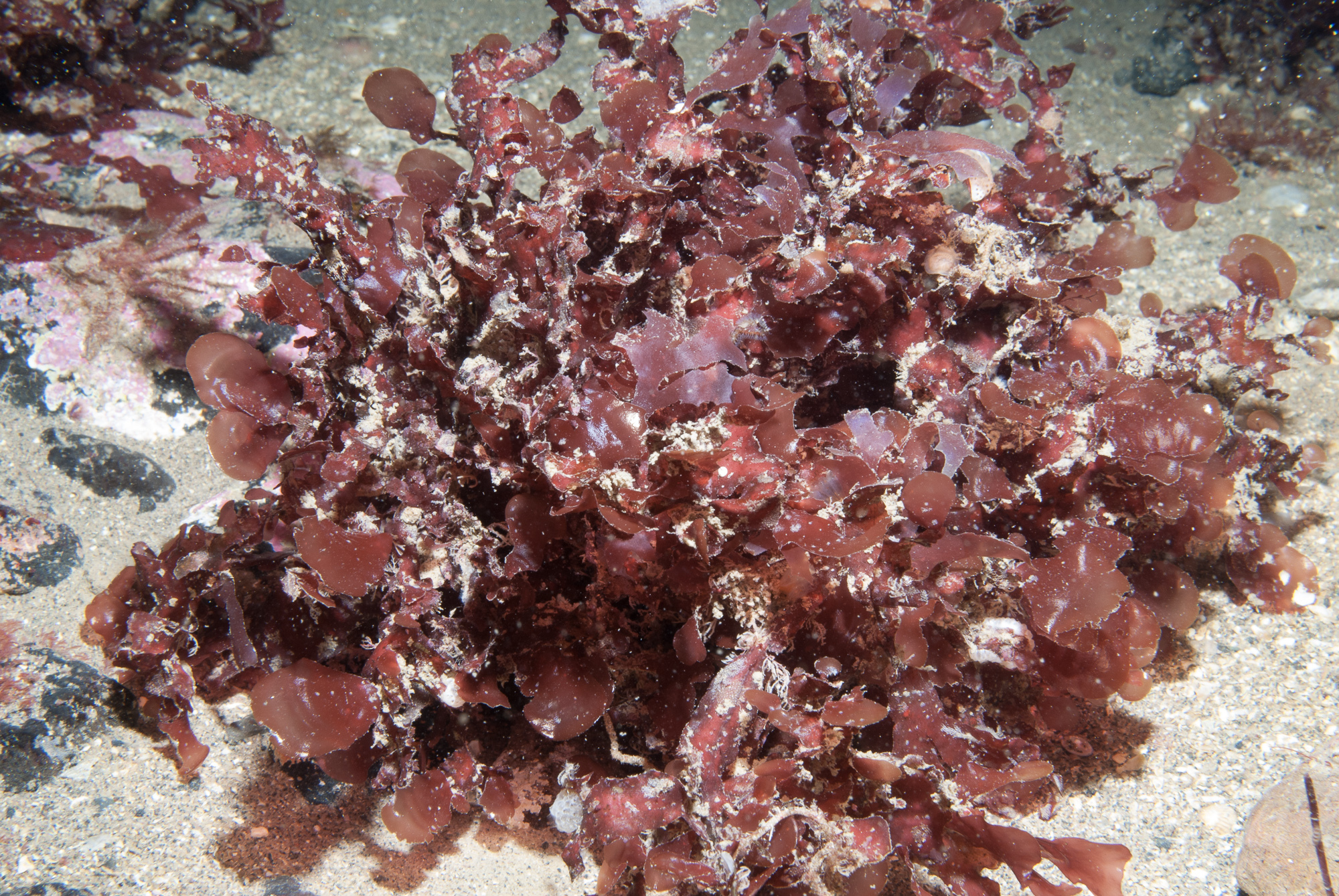 Phyllophora