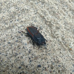 Erichius vittatus vittatus