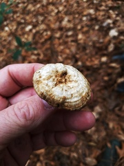 Microporellus dealbatus