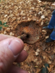 Microporellus dealbatus