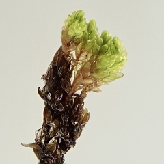 Plagiobryoides renauldii