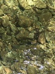 Salvelinus fontinalis