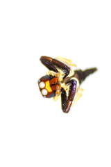 Indopadilla vimedaba