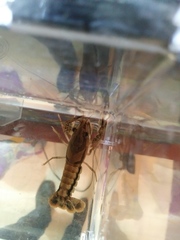 Procambarus dupratzii