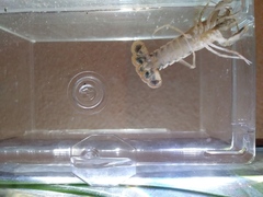 Procambarus dupratzii